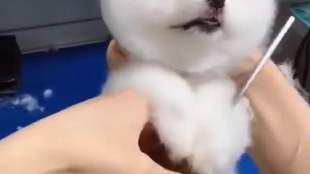 BABY DOG MAKE UP