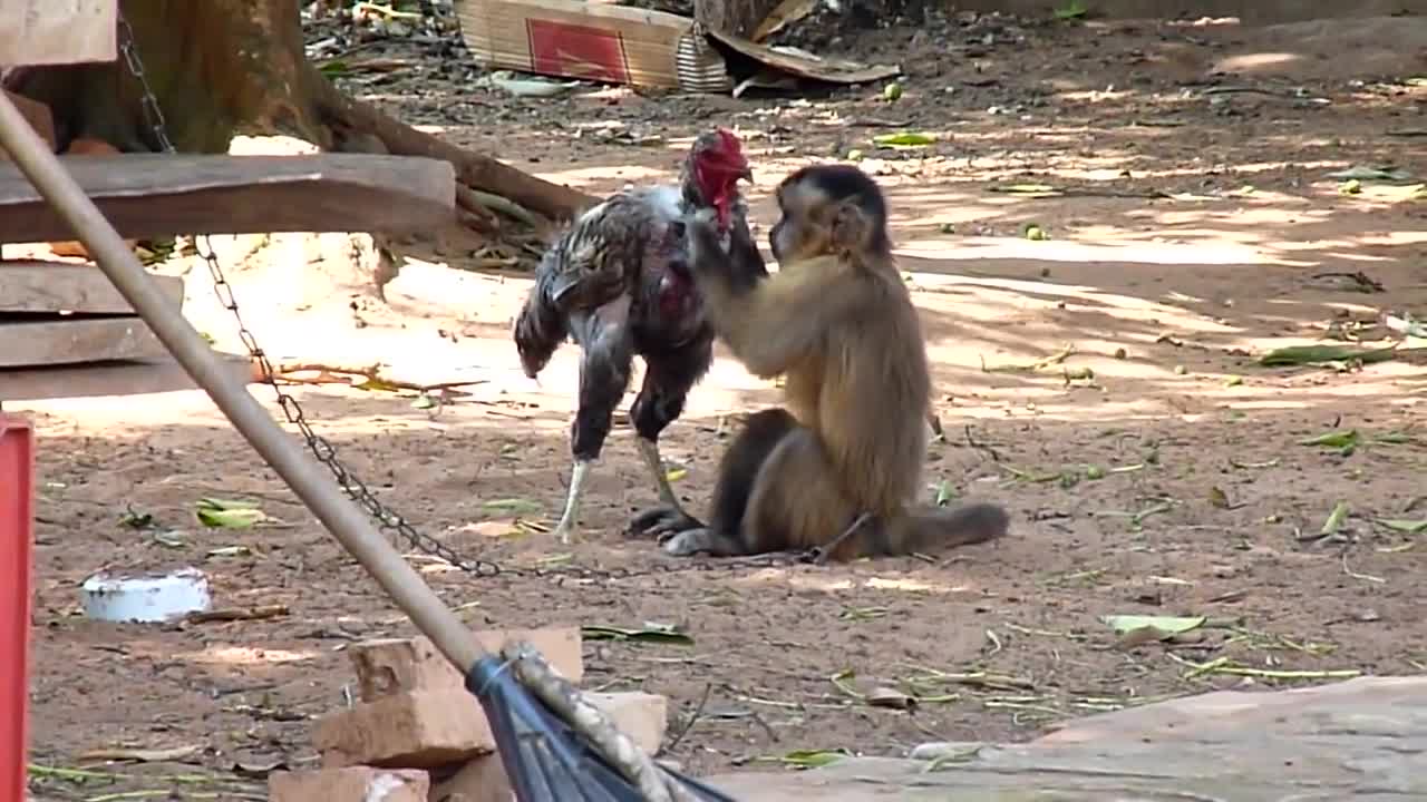 monkey playing🐒🐒🐒🐓🐓🐓