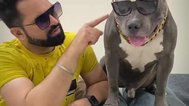 Pitbull Ko Aise hi Badnaam Kiya Hua hai 🤪 Funny Dog | Harpreet SDC