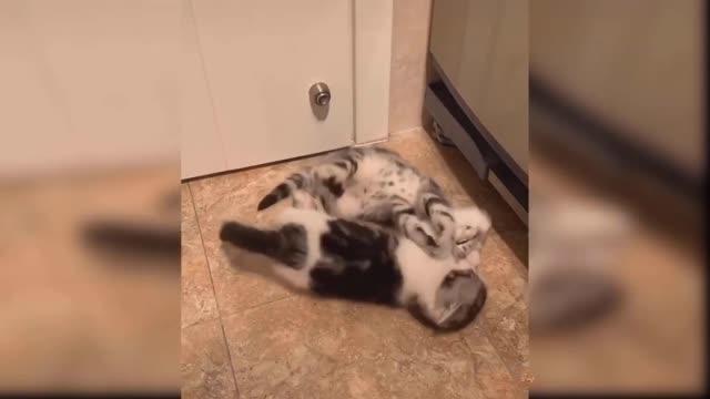 Cuite pie cats playing mood
