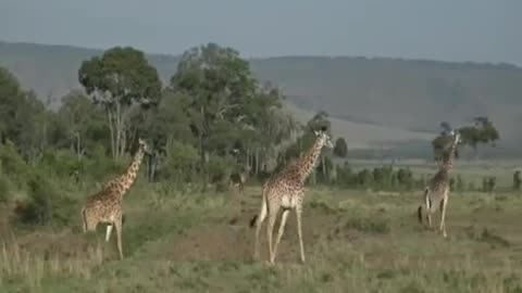 Sept 26, 2017- Sunrise - Baby Giraffe on the Mara with Tayla