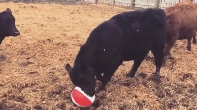 Herd Of Bulls Playing Soccer