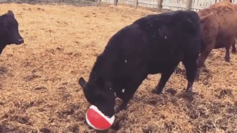 Herd Of Bulls Playing Soccer