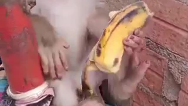 Short video i don’t need bananas I’m so sleepy