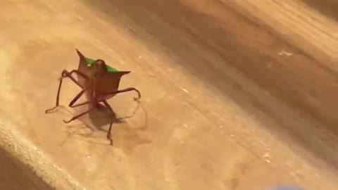 oh, hi , hello lady.....