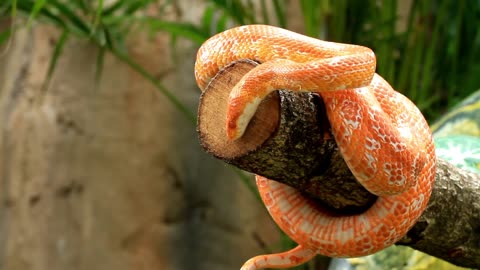 Beautiful Snake Video #like