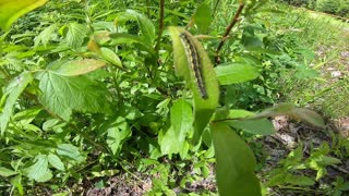 Caterpillar