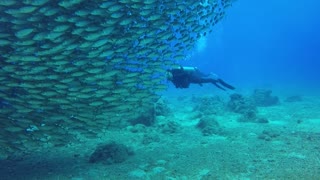 AMAZING!!! Crowds of fish Make Formation Like a Sea Tornado