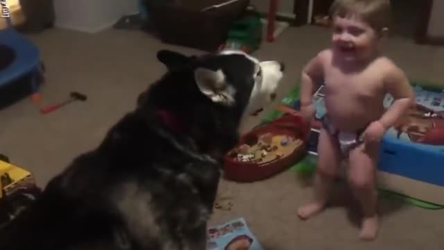 Toddler laughs as he and husky howl together I GMA Digital