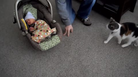 Babies Meeting Cats For The First Time :-)