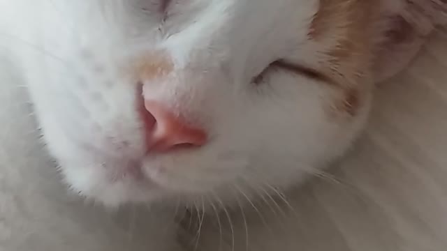 Cat sleeping with eyes open