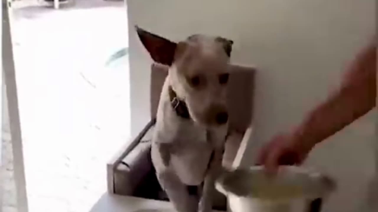 Part2... Funny Cats & Animals !! Try Not To Laugh!!!!