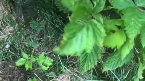 Brown dog exploring bush owner helps dog by showing it orange berries