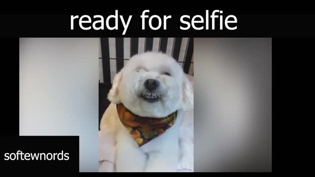 Dog is ready to take selfie