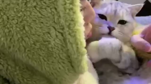 the cat eats and sleeps with the owner