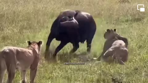 Funny, comedy, intersting, animal fight,