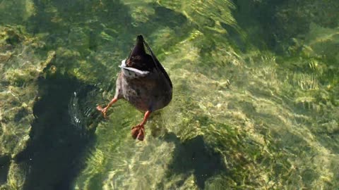 Duck Finding Food