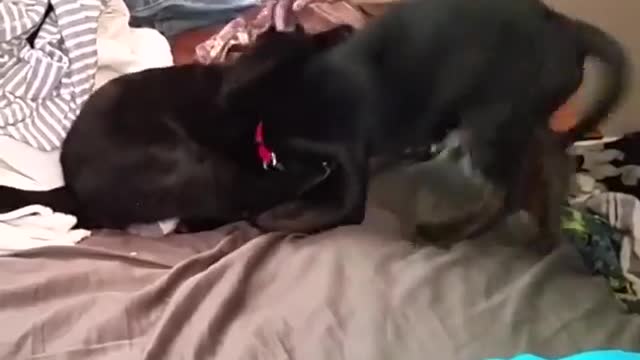 Funny moments between cats and dogs Try not to laugh