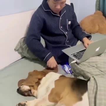 The dog that sleeps when I work on the computer