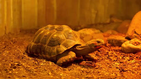 turtle in the terrarium at the zoo