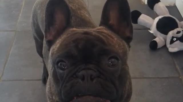 Collab copyright protection - black french bulldog sad face change