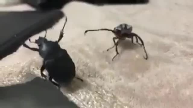 Epic Fighting Bugs