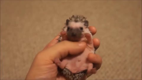 OMG! This the CUTEST baby hedgehog EVER