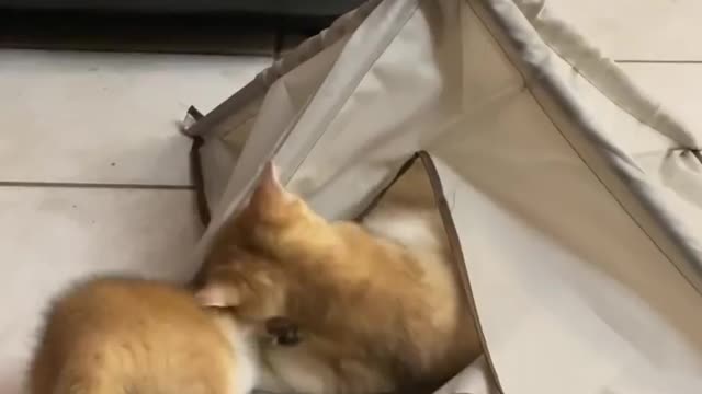 Cute kittens playing | Cute cats