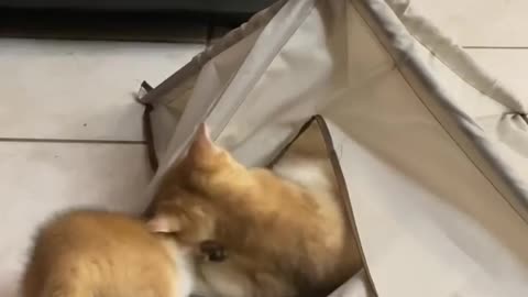 Cute kittens playing | Cute cats