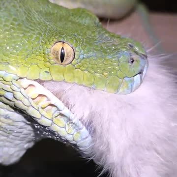 Green python eating chicken