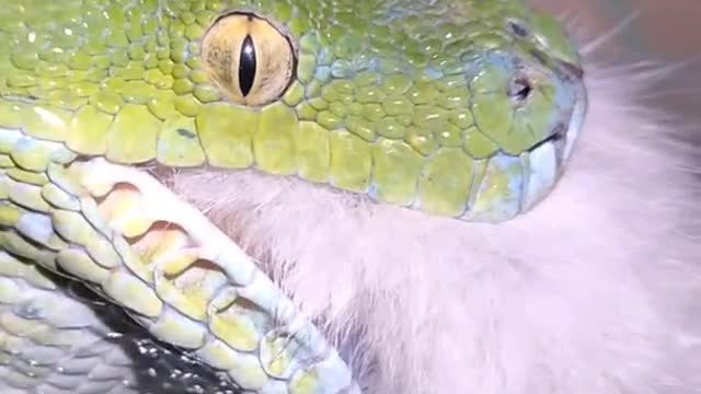 Green python eating chicken