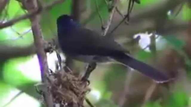 Amazing The Miracle of Birds