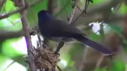 Amazing The Miracle of Birds