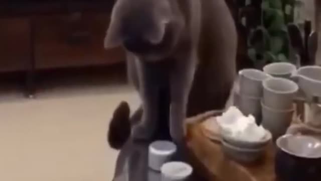 Cute animals shorts
