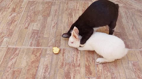 Cat and Rabbit playing | Gato e Coelho Brincando