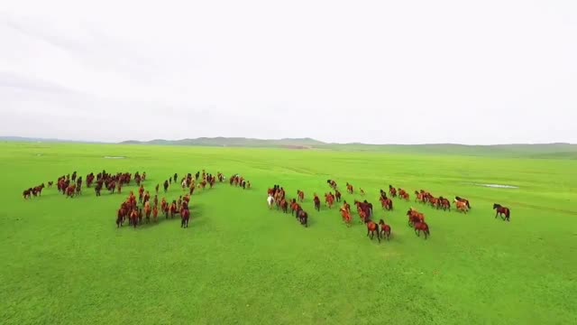 Aerial photography of wild horses in the prairie