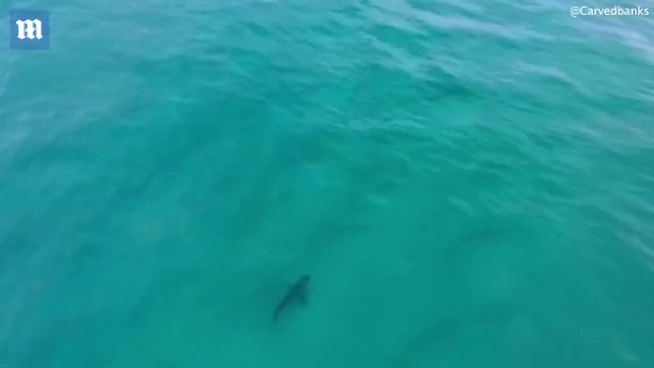 Drone Vision Shows Large Shark Approach Surfer At Maroubra Beach