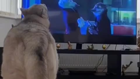 His favourite movie🤪🤪🤪