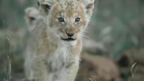 The Mighty Roar.... Cute