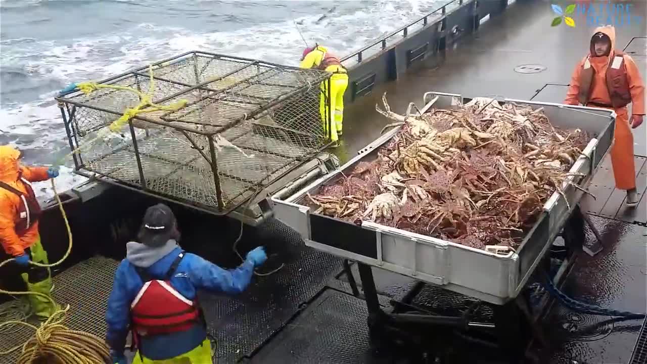 Catching King Crabs Under The Sea Catching Skills Alaska King Crab