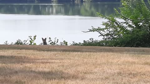 Fox visits 4th of July