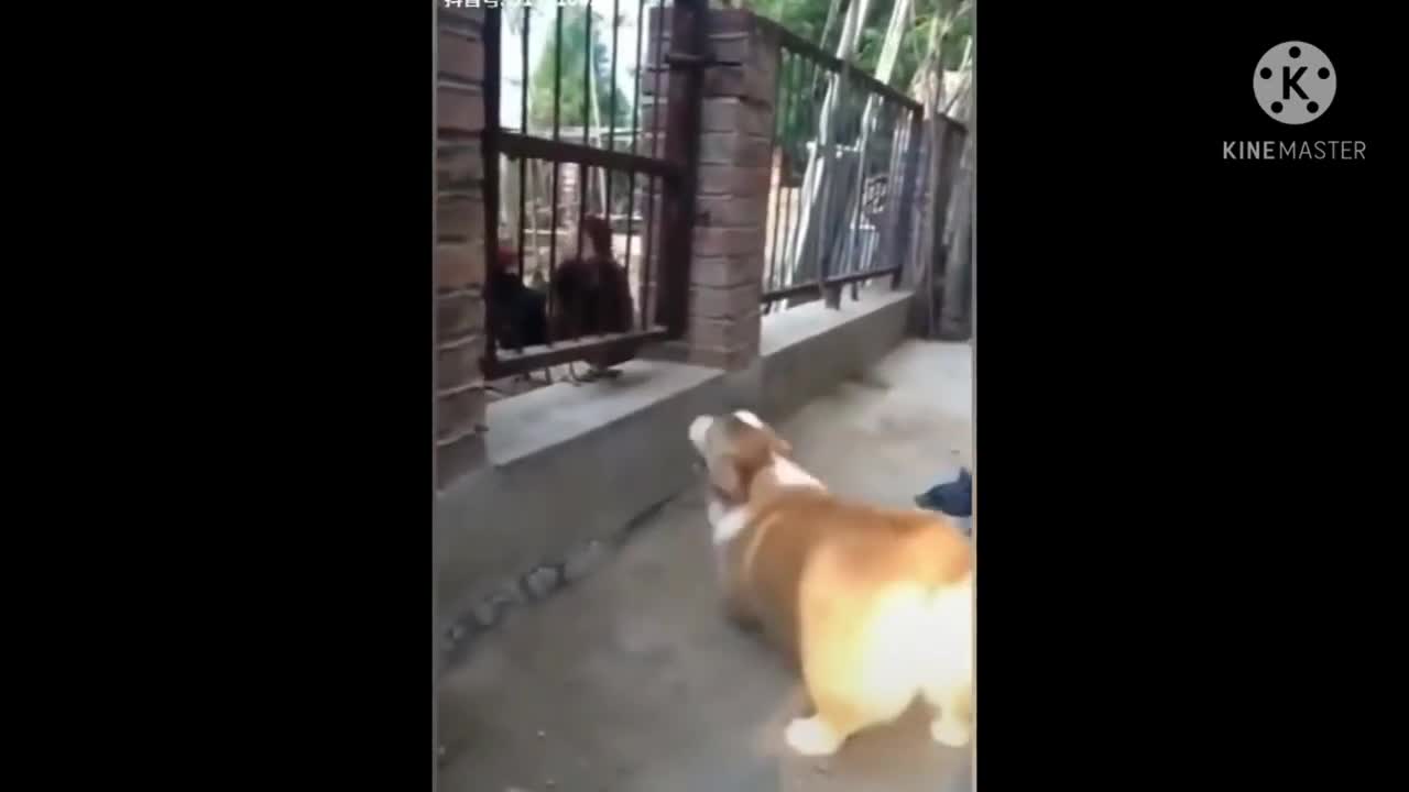 Dog Funny Video