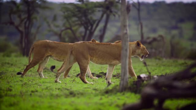 Brave lion walkiñg alone in forest