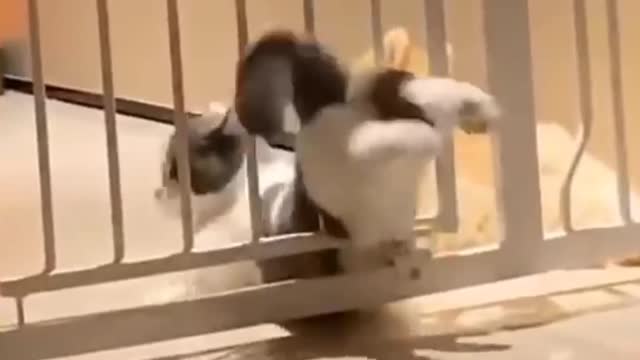 Oh no! This cat got caught in the trap, very bad
