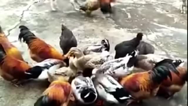 Chicken VS Dog Fight - Funny Dog Fight Videos