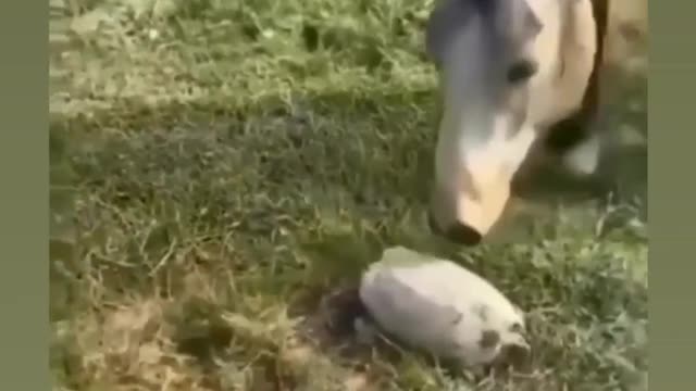 FUNNY VIDEO😂 MUST WATCH