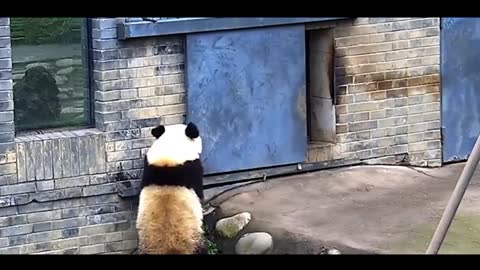 naughty little panda