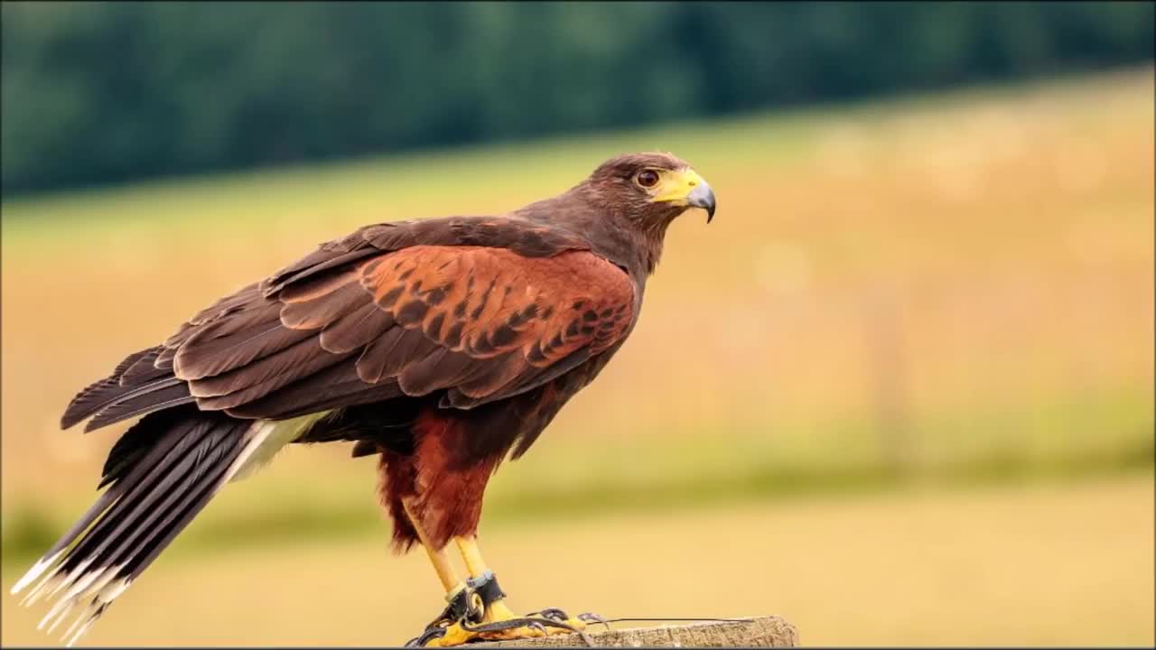 Hawk sound effect copyright free