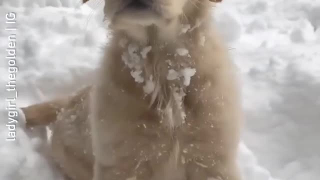 Cute dog playing and enjoying in the snow 😍