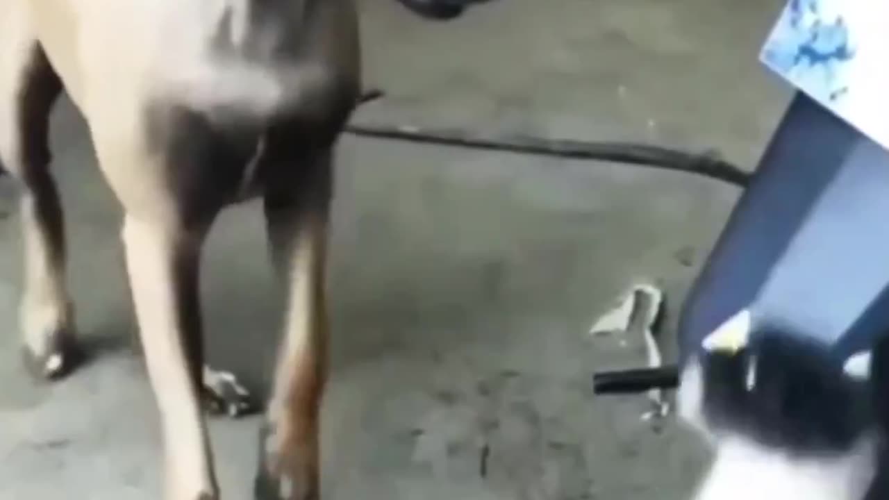 Funny dog 🐶 vs cat 🤣